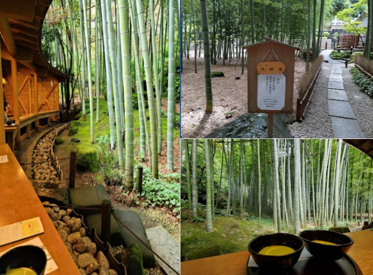 帰れマンデー:鎌倉"竹林寺の大穴"の報国寺ってどこ？アクセスや入場料は？